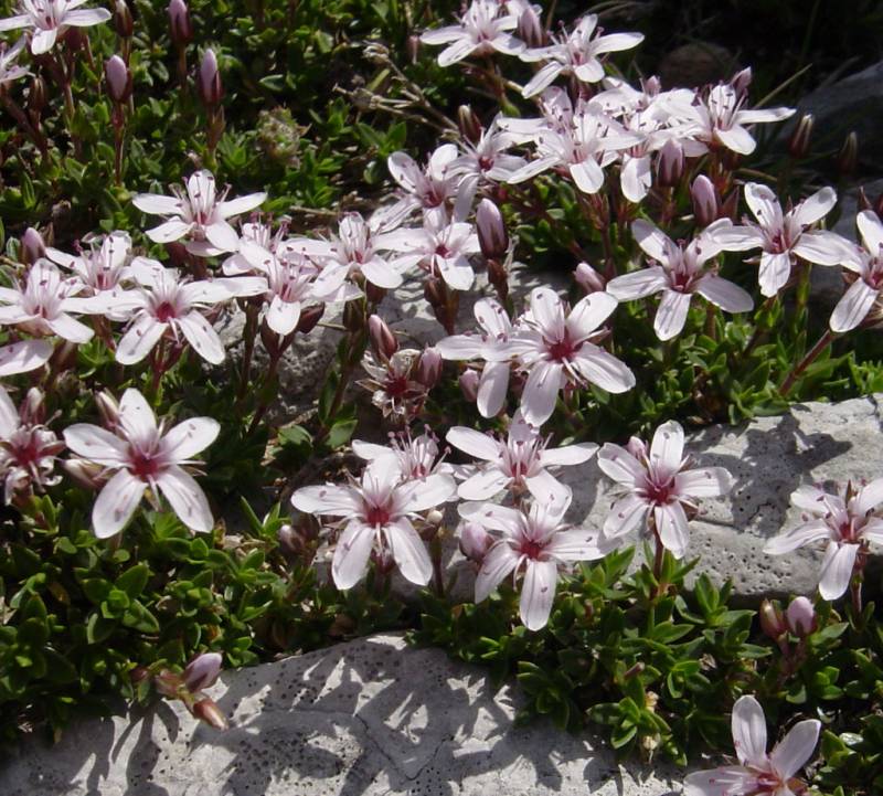 Arenaria purpurascens